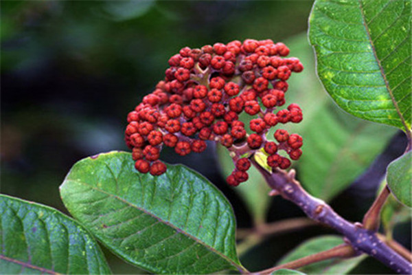 吳茱萸會(huì)中毒嗎 吳茱萸會(huì)拉肚子嗎