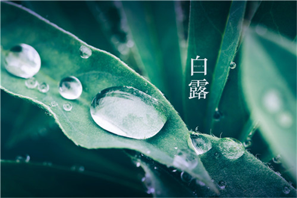 白露還熱不熱 白露會(huì)變涼快嗎