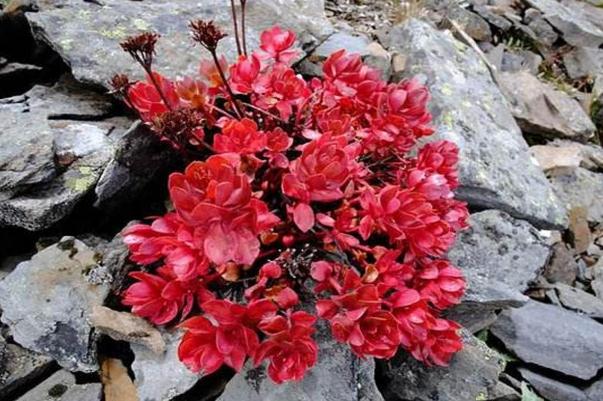 紅景天是熱性還是寒性 紅景天與藏紅花是不是同一種植物