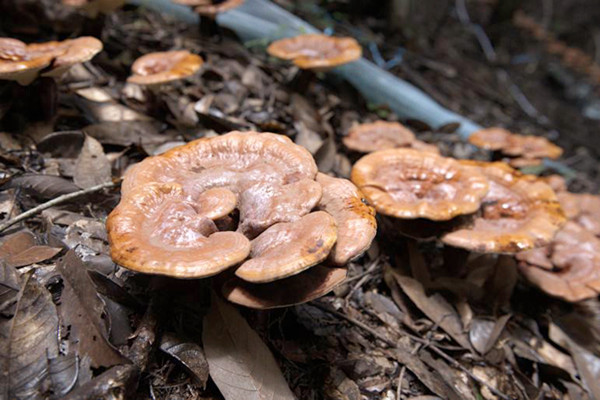 靈芝泡水能降血壓嗎 靈芝泡水能降尿酸嗎