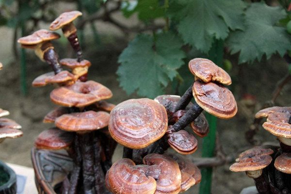 靈芝泡水能降血壓?jiǎn)?靈芝泡水能降尿酸嗎