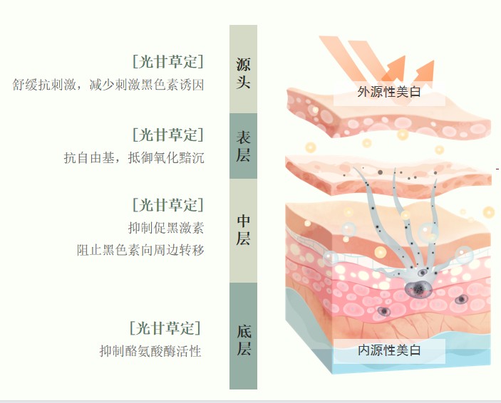 美白黃金|光甘草定的功效與作用你知道多少呢？