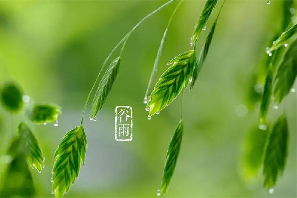 谷雨節(jié)氣會(huì)下雨嗎 谷雨節(jié)氣下雨好還是不下雨好