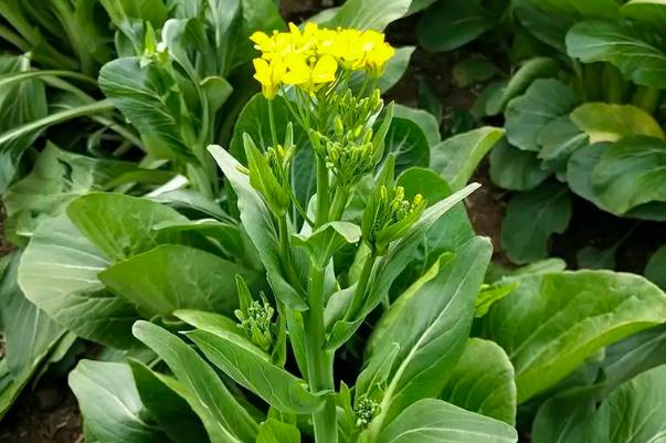 菜苔怎么保存時間更長 菜苔可以冷凍保存嗎