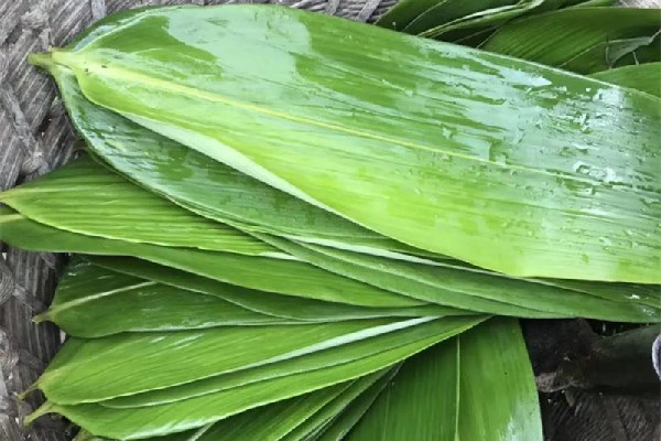 粽葉有點發(fā)霉還能用嗎 粽葉有霉味怎么處理