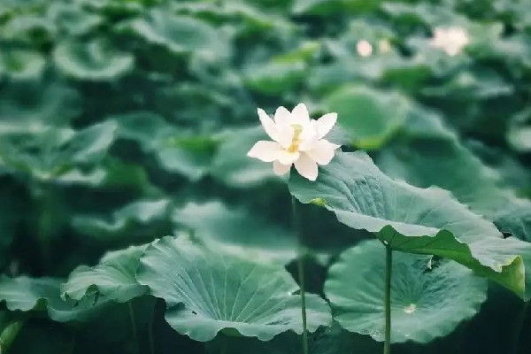 三伏天怎么去濕氣和寒氣 三伏天祛濕氣最佳時(shí)間