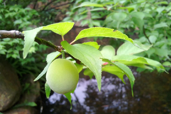 青梅會拉肚子嗎 青梅吃多了會怎樣