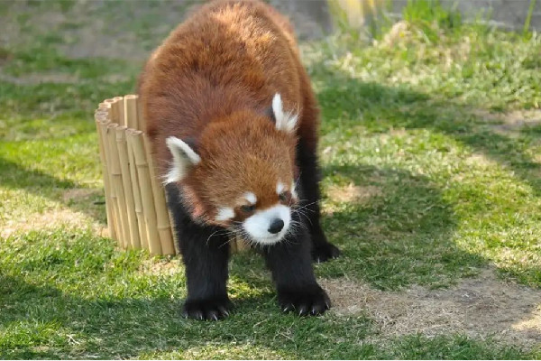 南京一動(dòng)物園直播籌款:揭不開鍋了 動(dòng)物園可以自己帶食物喂動(dòng)物嗎