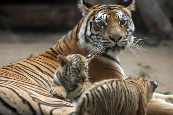 南京一動(dòng)物園直播籌款:揭不開鍋了 動(dòng)物園可以自己帶食物喂動(dòng)物嗎