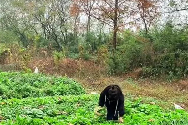 女子獨居農(nóng)村月入1千稱很快樂 獨居生活是一種什么感受