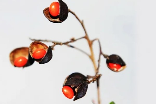 紅豆可以補(bǔ)氣血嗎 紅豆對身體的好處