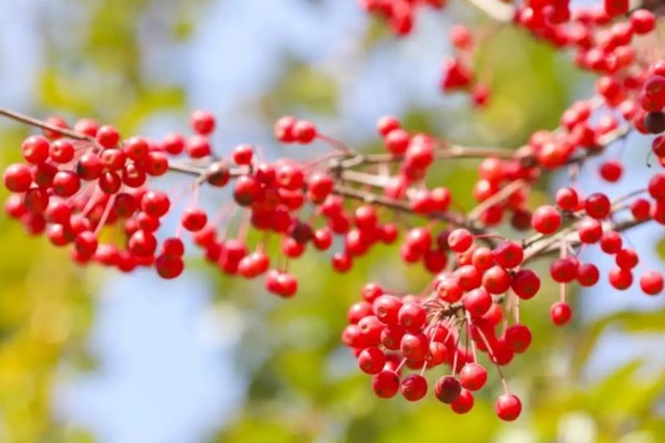 紅豆要泡多久才能煮 紅豆煮出來(lái)的水是黑色怎么回事