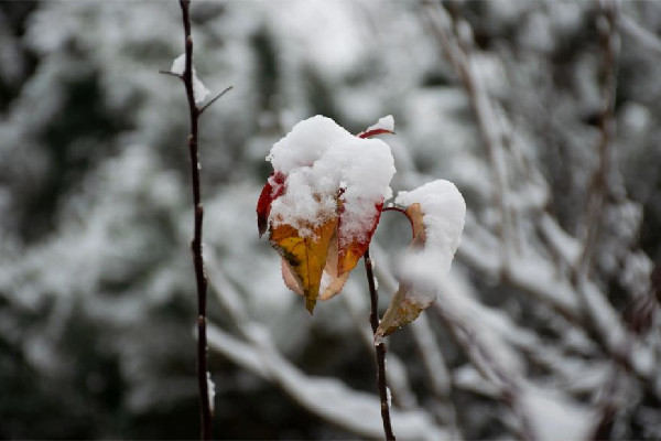 今冬初雪時間表出爐 初雪有什么特別的含義嗎