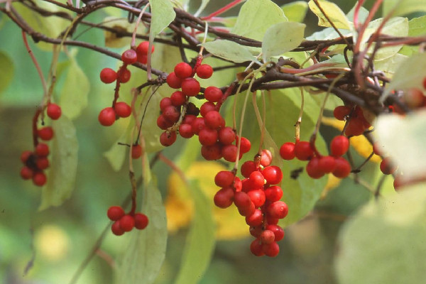 五味子是補(bǔ)腎陽還是補(bǔ)腎陰的 五味子適合什么人群喝