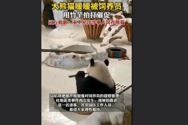 飼養(yǎng)員用竹竿打熊貓暖暖園方回應(yīng) 熊貓是國家?guī)准壉Ｗo動物