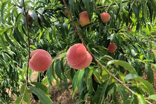 水蜜桃適合放冰箱保存嗎 水蜜桃放冰箱還是常溫